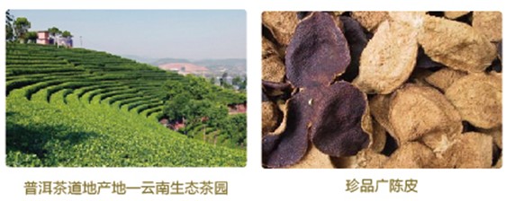陈皮普洱（经典型）_道地原料 天然高品质