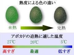 牛油果的营养价值和减肥功效
