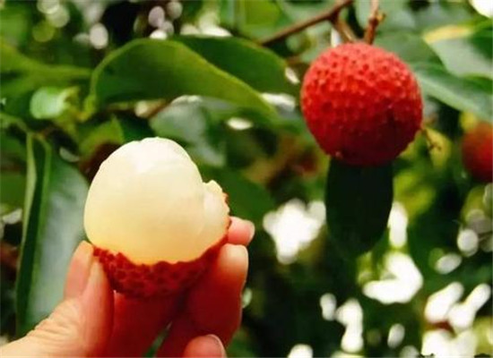 èæçè¥å»ä»·å¼ æä»ä¹è¥å»ååæ