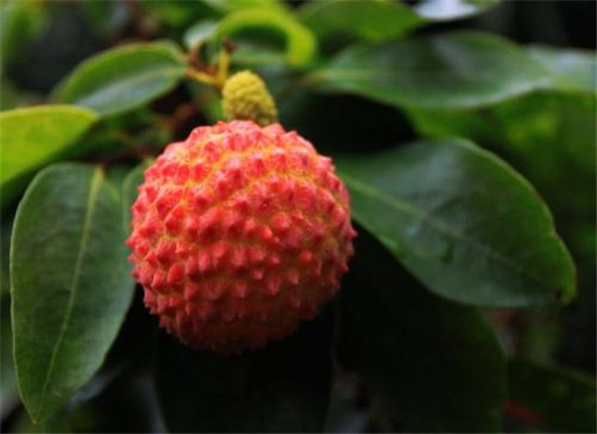 èæçè¥å»ä»·å¼ æä»ä¹è¥å»ååæ