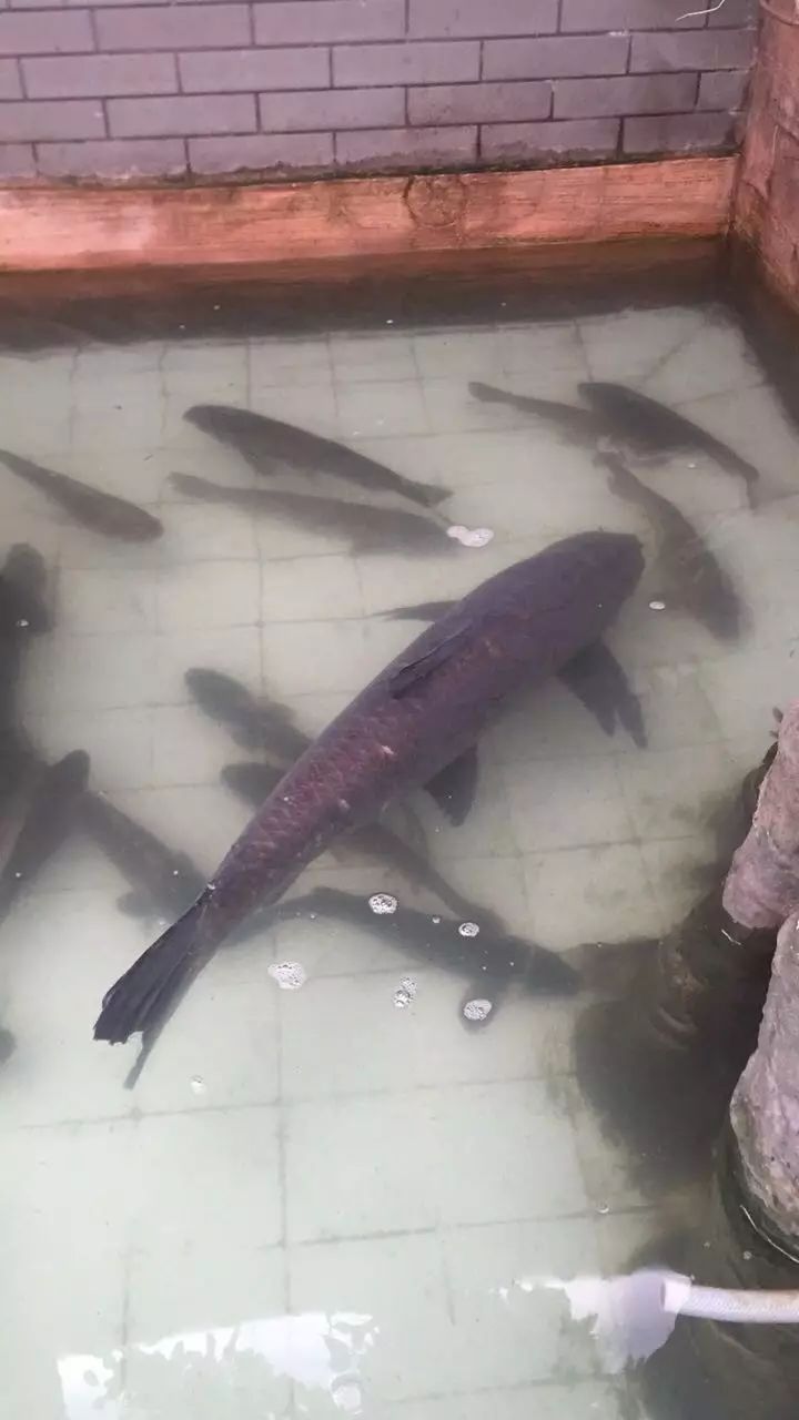 野生泉水鱼