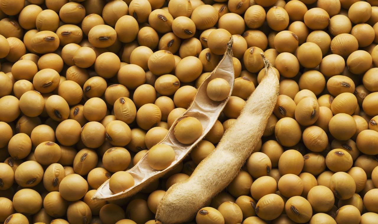 大豆