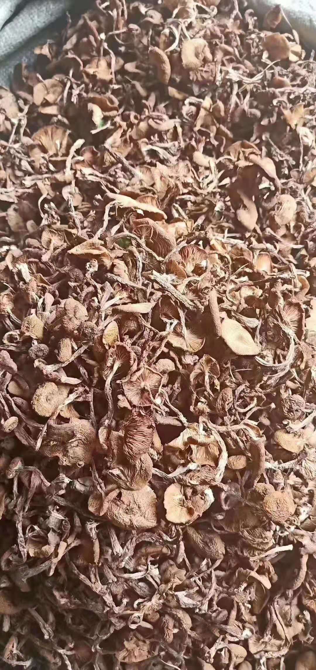 纯天然野生 榛蘑