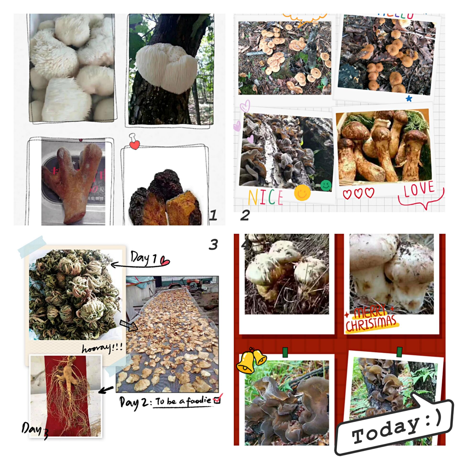 人参菌类 视频展示《均可售》